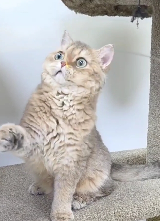 米琪蘇貓舍／藍金漸層賽爾凱克捲毛貓