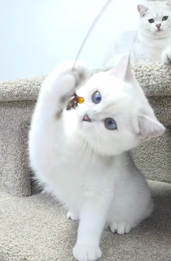 米琪蘇貓舍／銀點色英國短毛貓