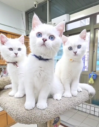 米琪蘇貓舍／銀點色英國短毛貓