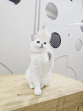 米琪蘇貓舍／銀漸層英國短毛貓