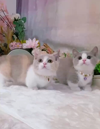 星光貓舍／紫丁白賓士曼赤肯&紫奶三花賓士曼赤肯