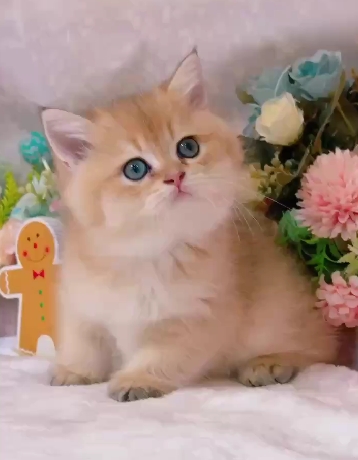 星光貓舍／金漸層英國短毛貓