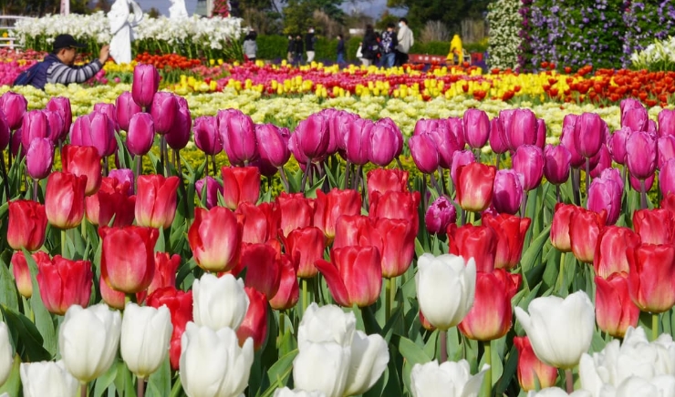 『汪喵揪了走』中社花海鬱金香花季一日遊(可加購旅遊寵物寫真體驗)
