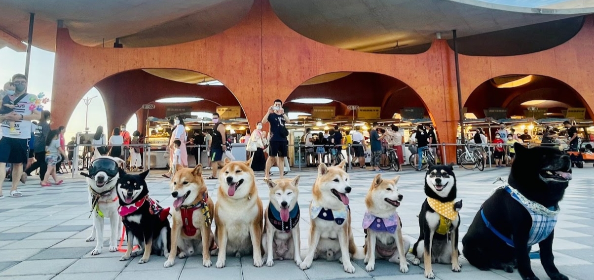『汪喵揪了走』柴柴梅好日-角板山賞梅一日遊(可加購旅遊寵物寫真體驗)