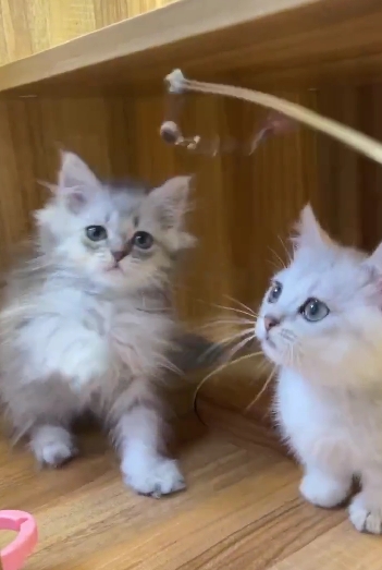 超可愛名犬社／英國短毛貓&英國長毛貓