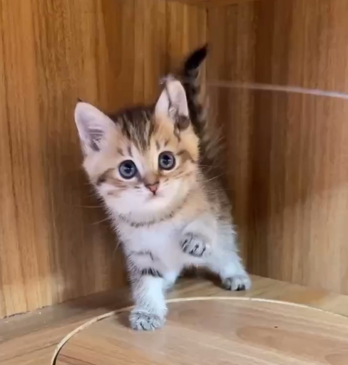 超可愛名犬社／黑金色英國短毛貓