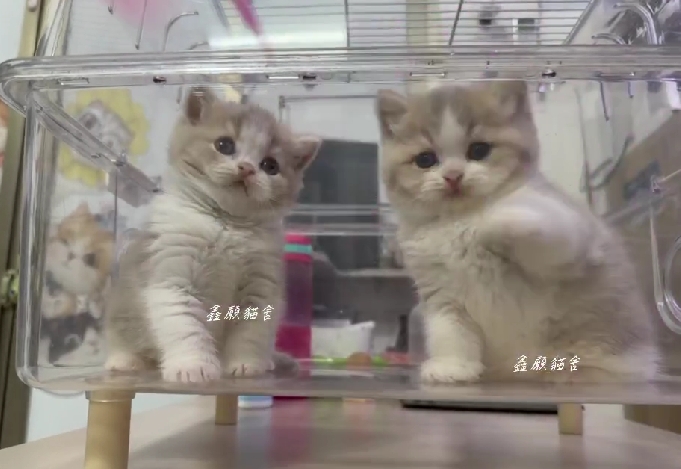 鑫願貓舍／藍紫丁賓士英國短毛貓