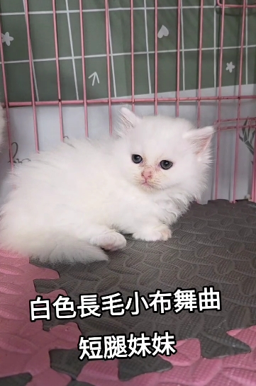 刻在你心底的貓／白色小步舞曲