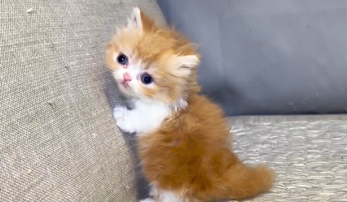 尊爵名皇／橘白賓士小步舞曲