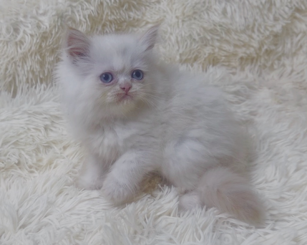 華貴皇族國際專業貓舍／波斯系火焰布偶貓