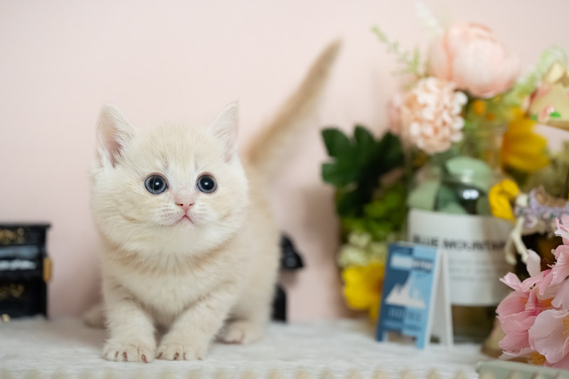 星光貓舍／奶油英國短毛貓