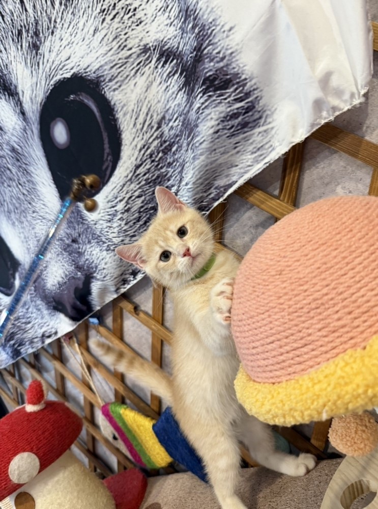 金瑟喵屋／奶油色英國短毛貓