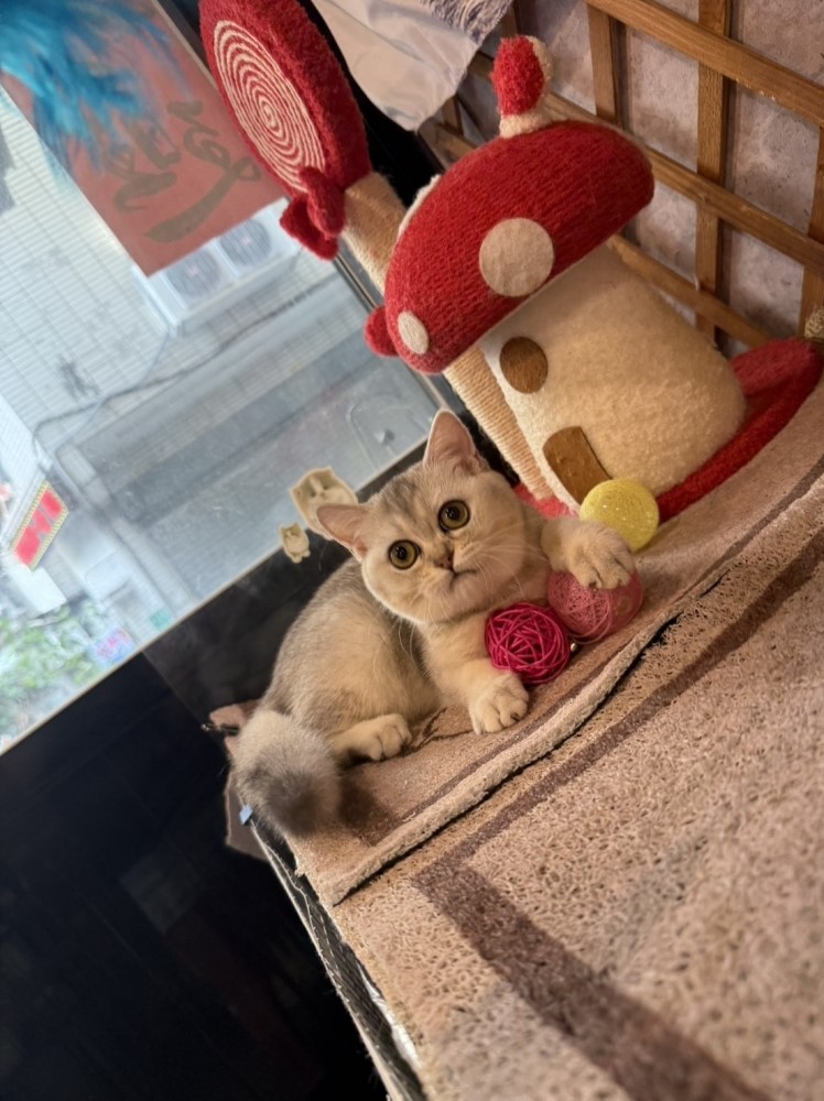 金瑟喵屋／銀漸層曼赤肯