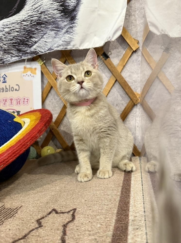 金瑟喵屋／藍金漸層英國短毛貓