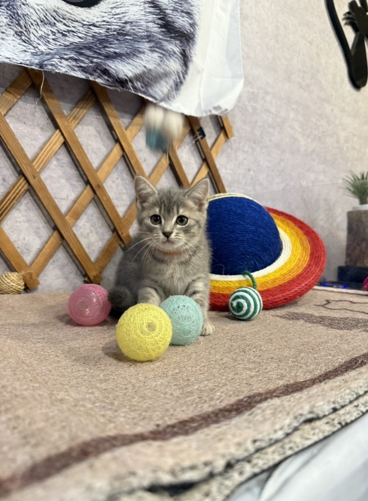 金瑟喵屋／藍虎斑英國短毛貓