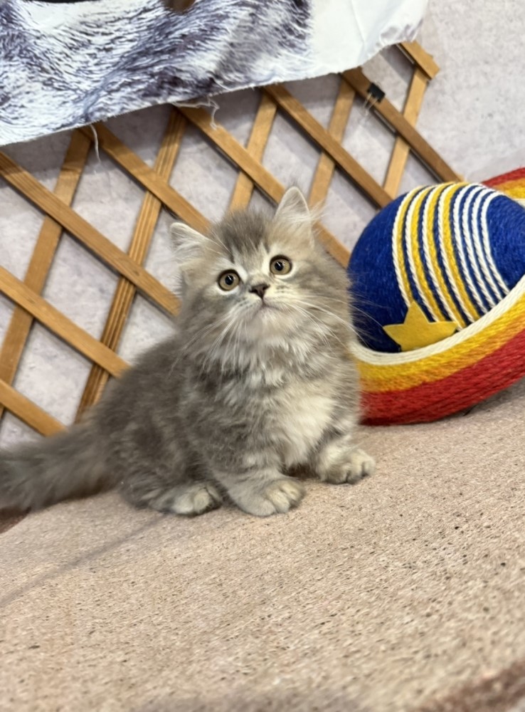 金瑟喵屋／藍虎斑小步舞曲