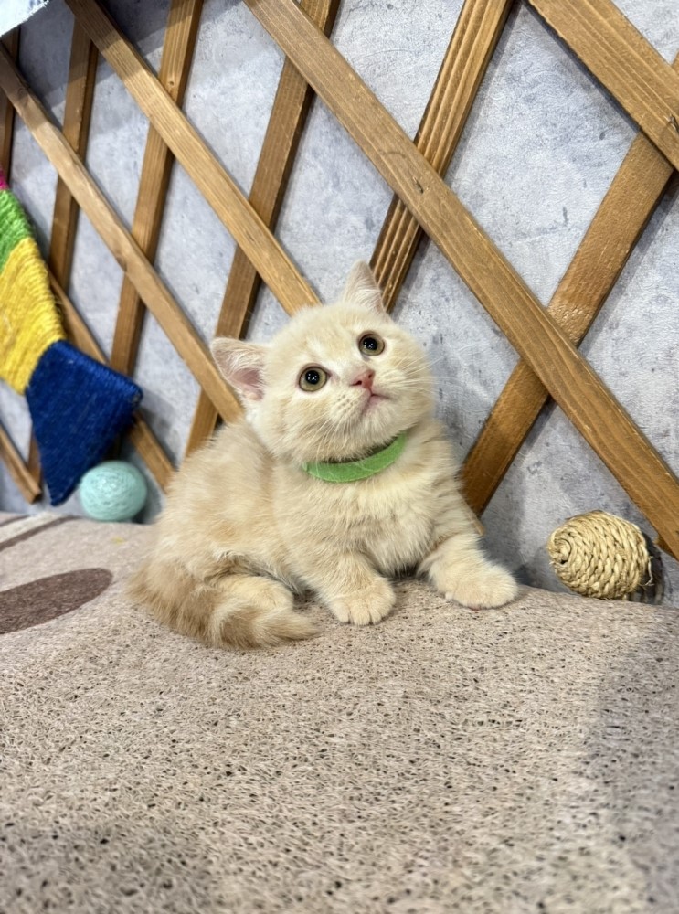 金瑟喵屋／奶油曼赤肯