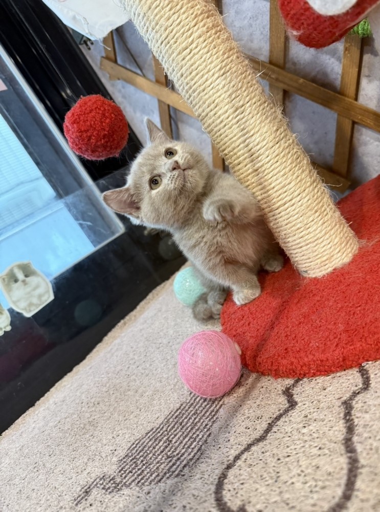 金瑟喵屋／紫丁香奶油曼赤肯