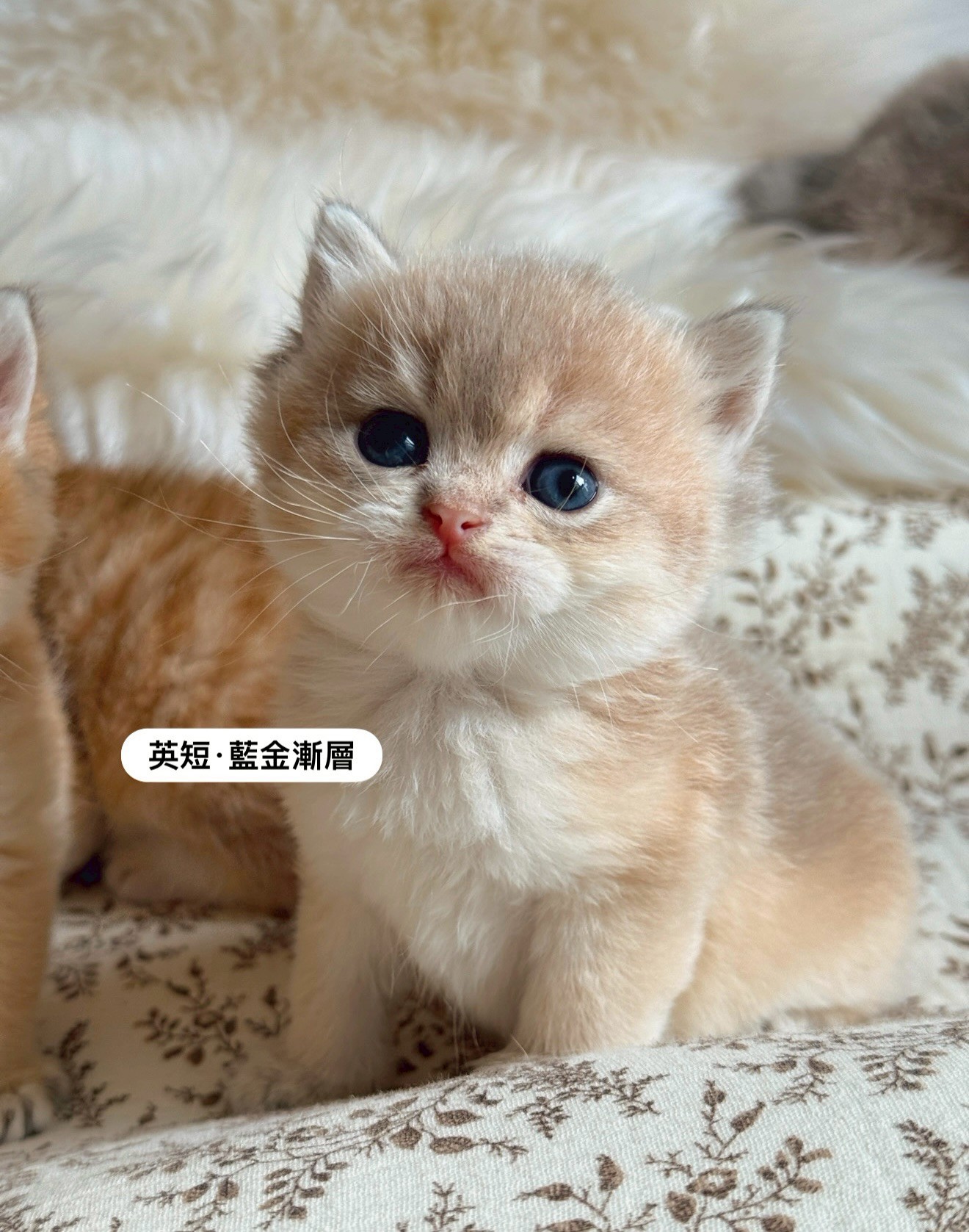 小東尼英短貓舍／藍金漸層英國短毛貓