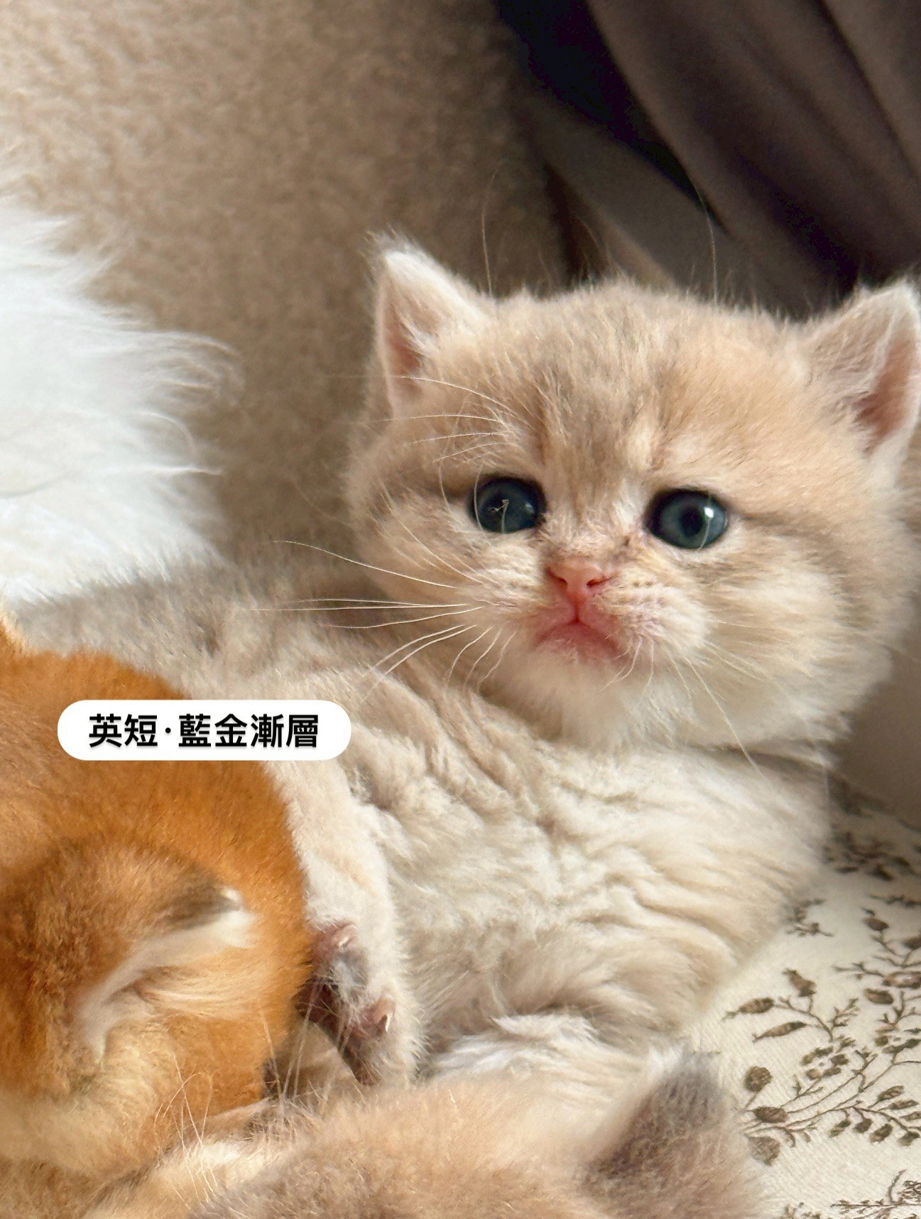 小東尼英短貓舍／藍金漸層英國短毛貓