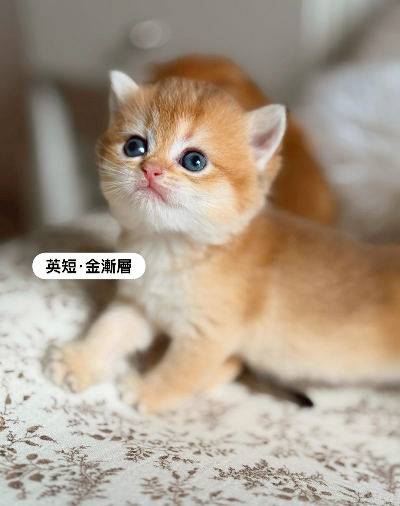 小東尼英短貓舍／金漸層英國短毛貓