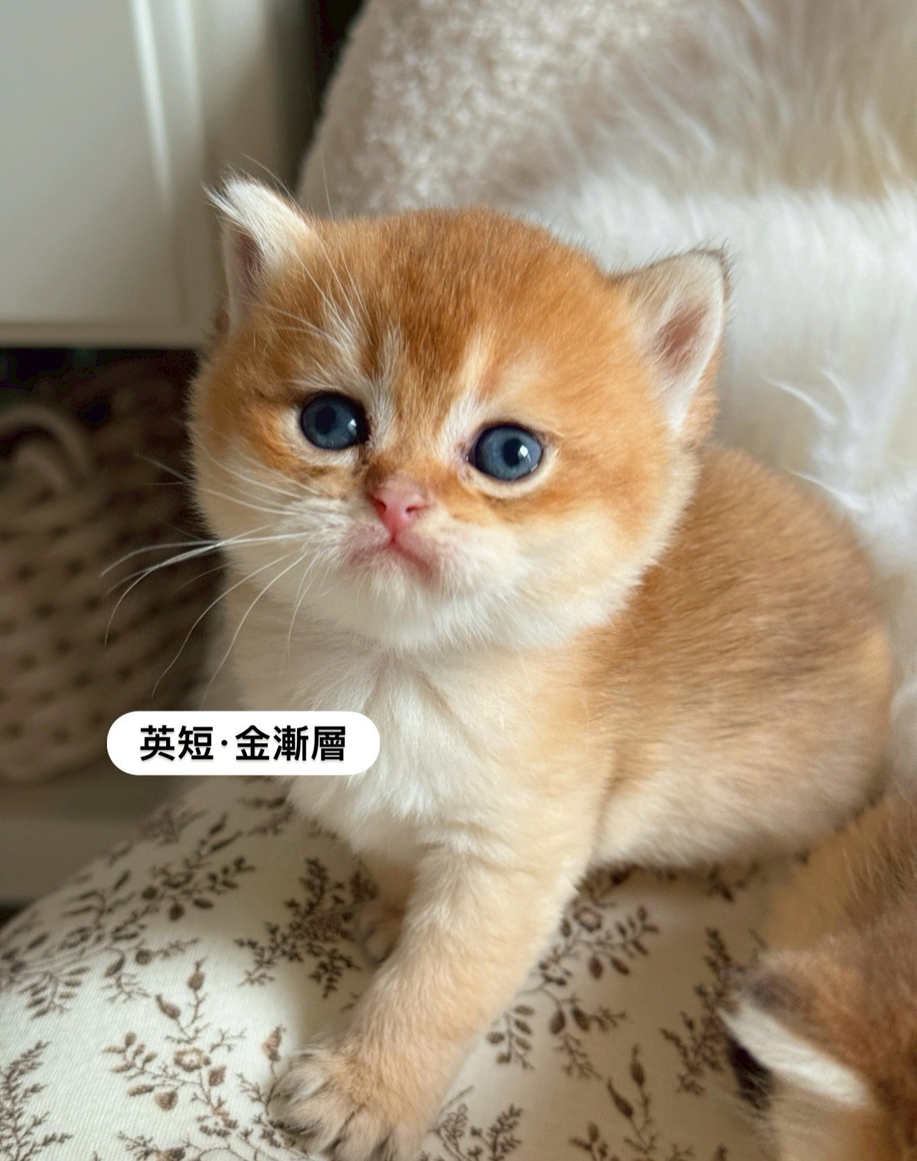 小東尼英短貓舍／金漸層英國短毛貓