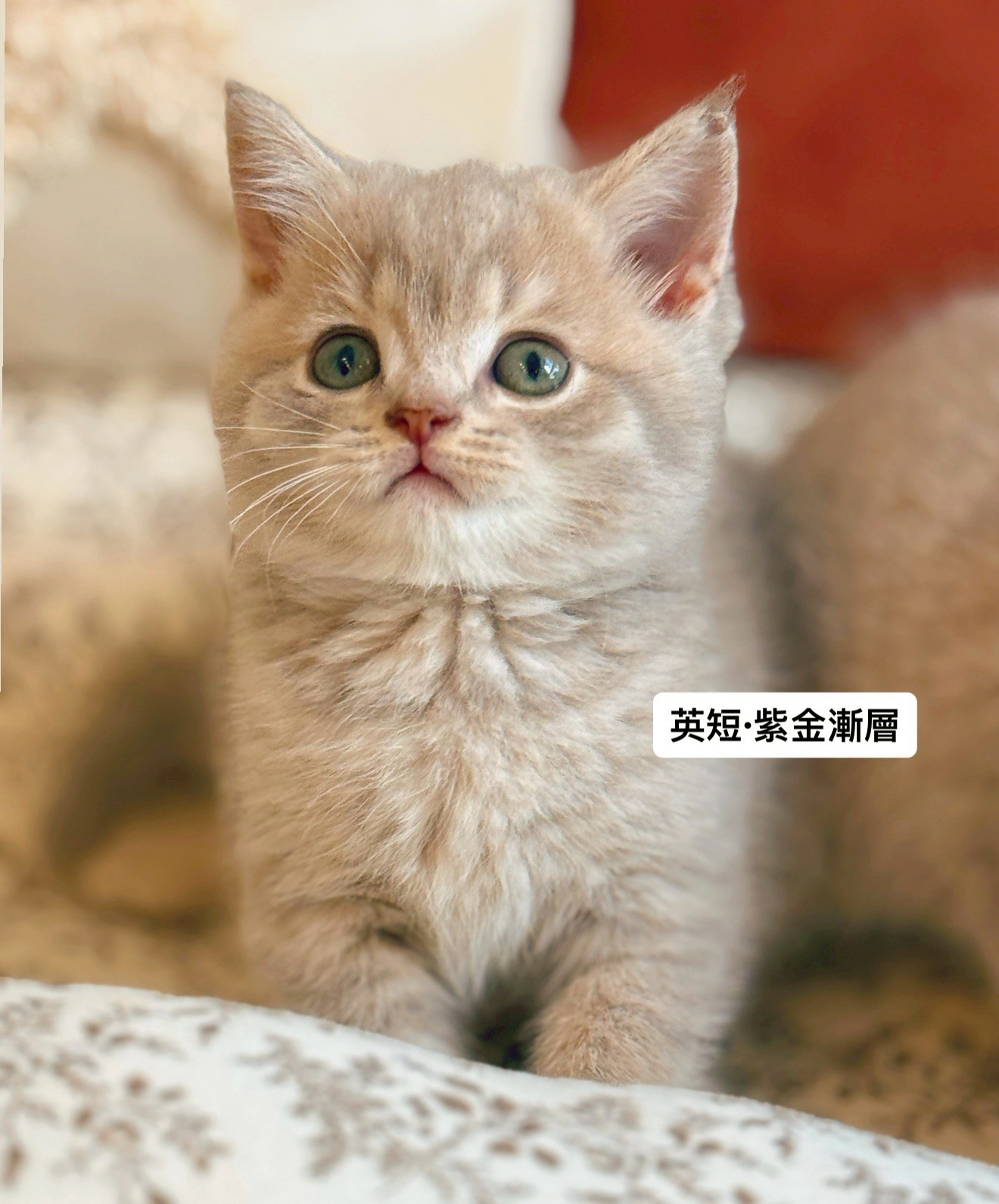 小東尼英短貓舍／紫金漸層英國短毛貓