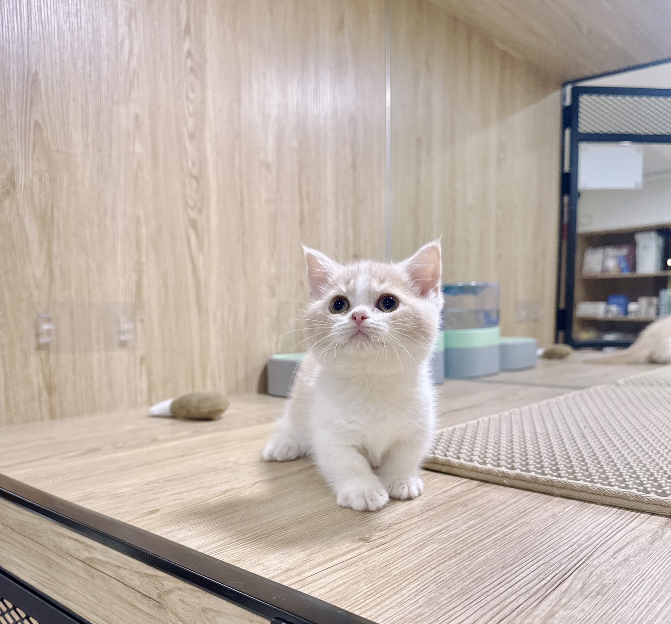 喜得貓社／奶油色曼赤肯