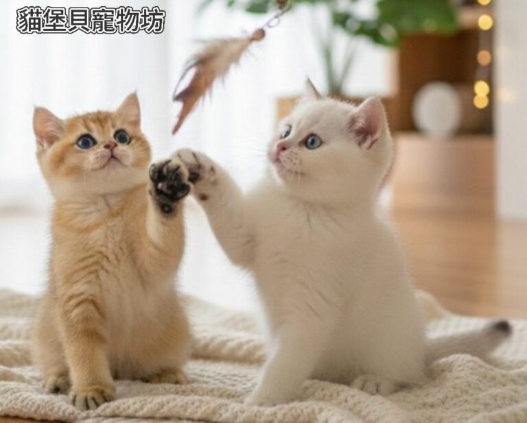 嚴選合法寵物店-貓堡貝寵物坊