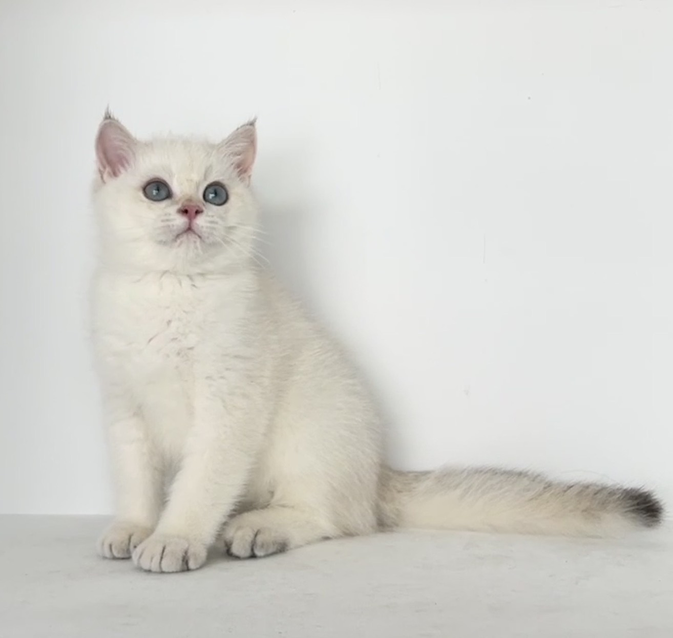 貓堡貝寵物坊／金點漸層英國短毛貓