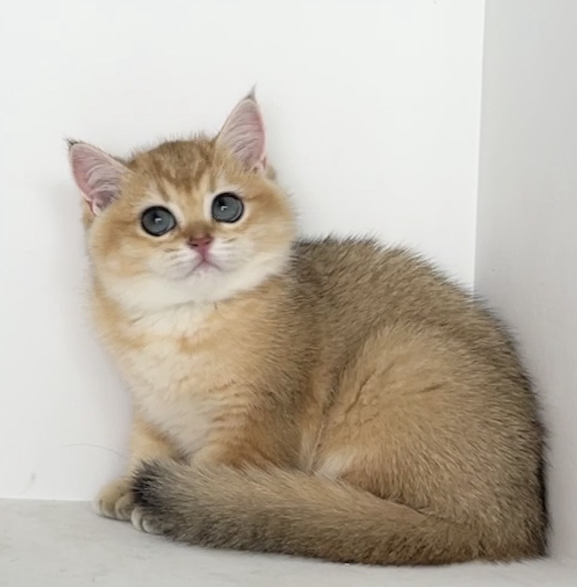 貓堡貝寵物坊／金漸層英國短毛貓