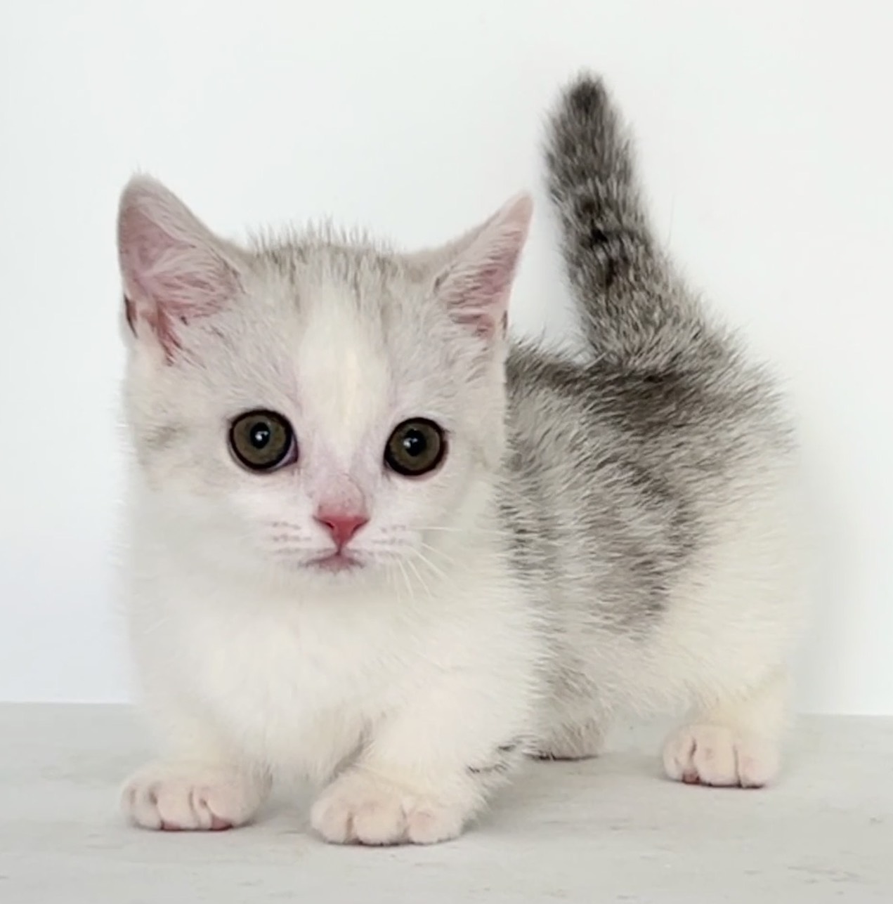 貓堡貝寵物坊／銀白起司曼赤肯