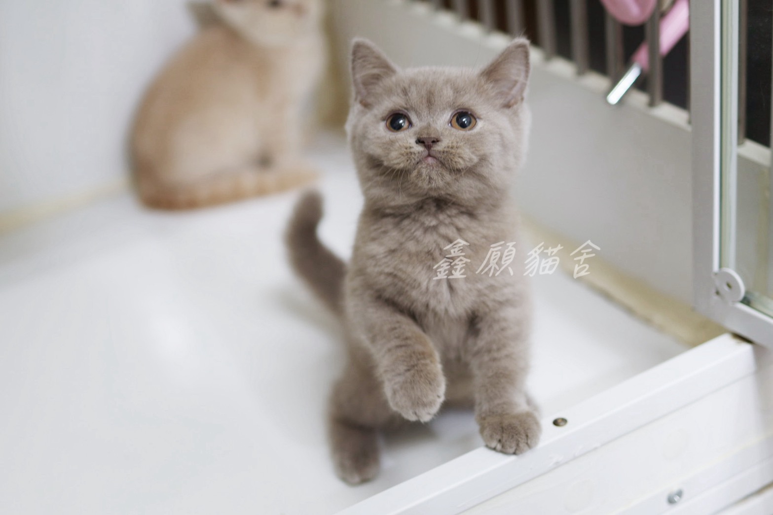 鑫願貓舍／紫丁香英國短毛貓