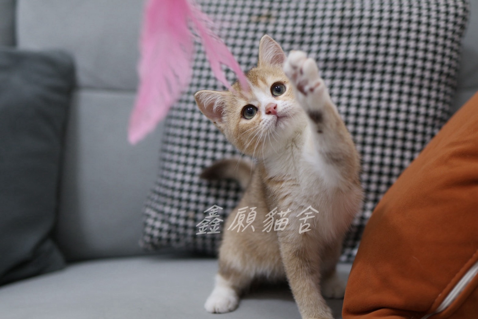 鑫願貓舍／巧克力金漸層賓士英國短毛貓