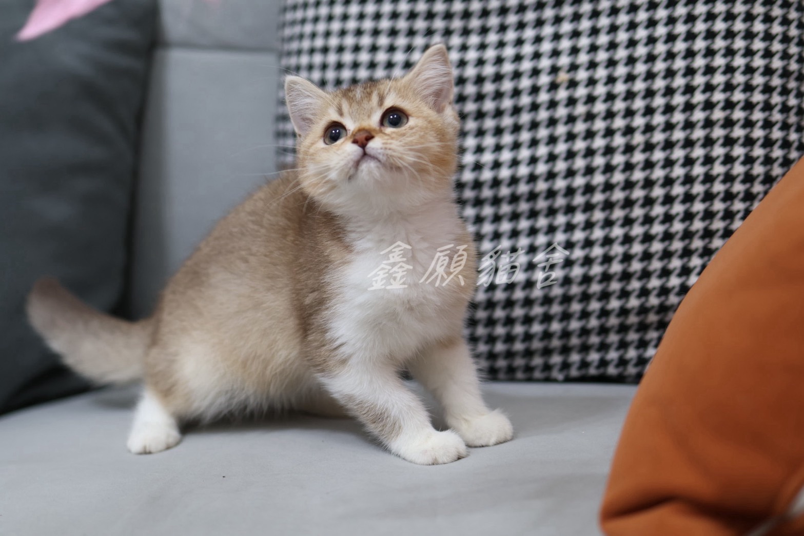 鑫願貓舍／巧克力金英國短毛貓