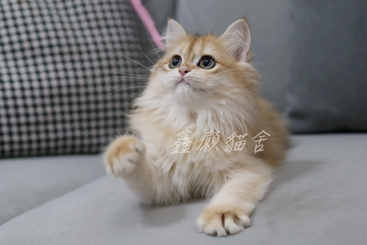 鑫願貓舍／金漸層英國長毛貓