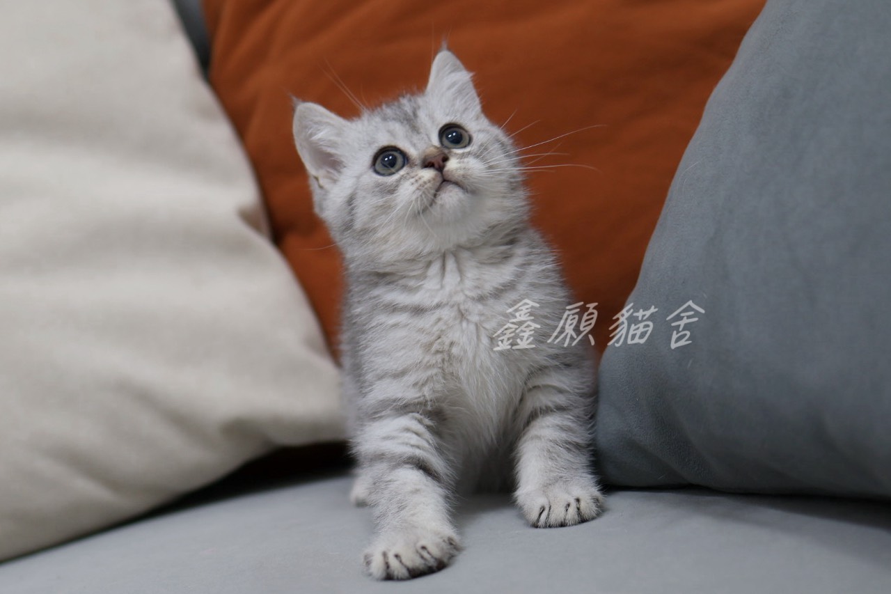 鑫願貓舍／銀虎斑英國短毛貓