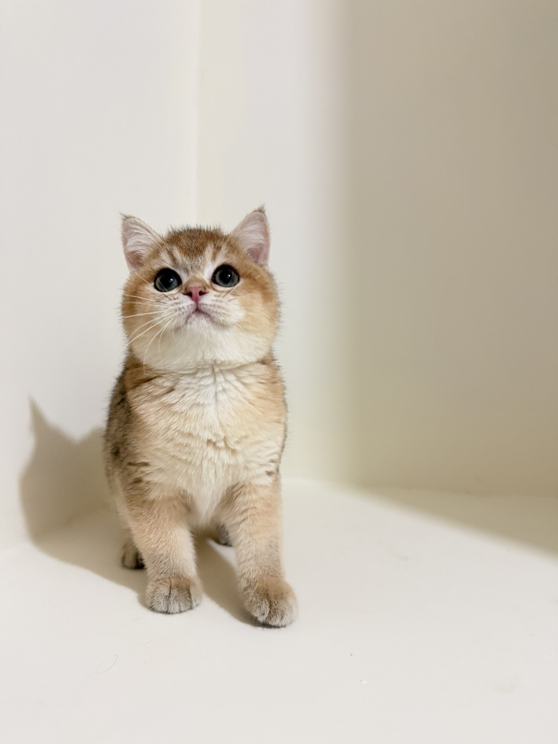 小藤貓舍／ 金漸層英國短毛貓