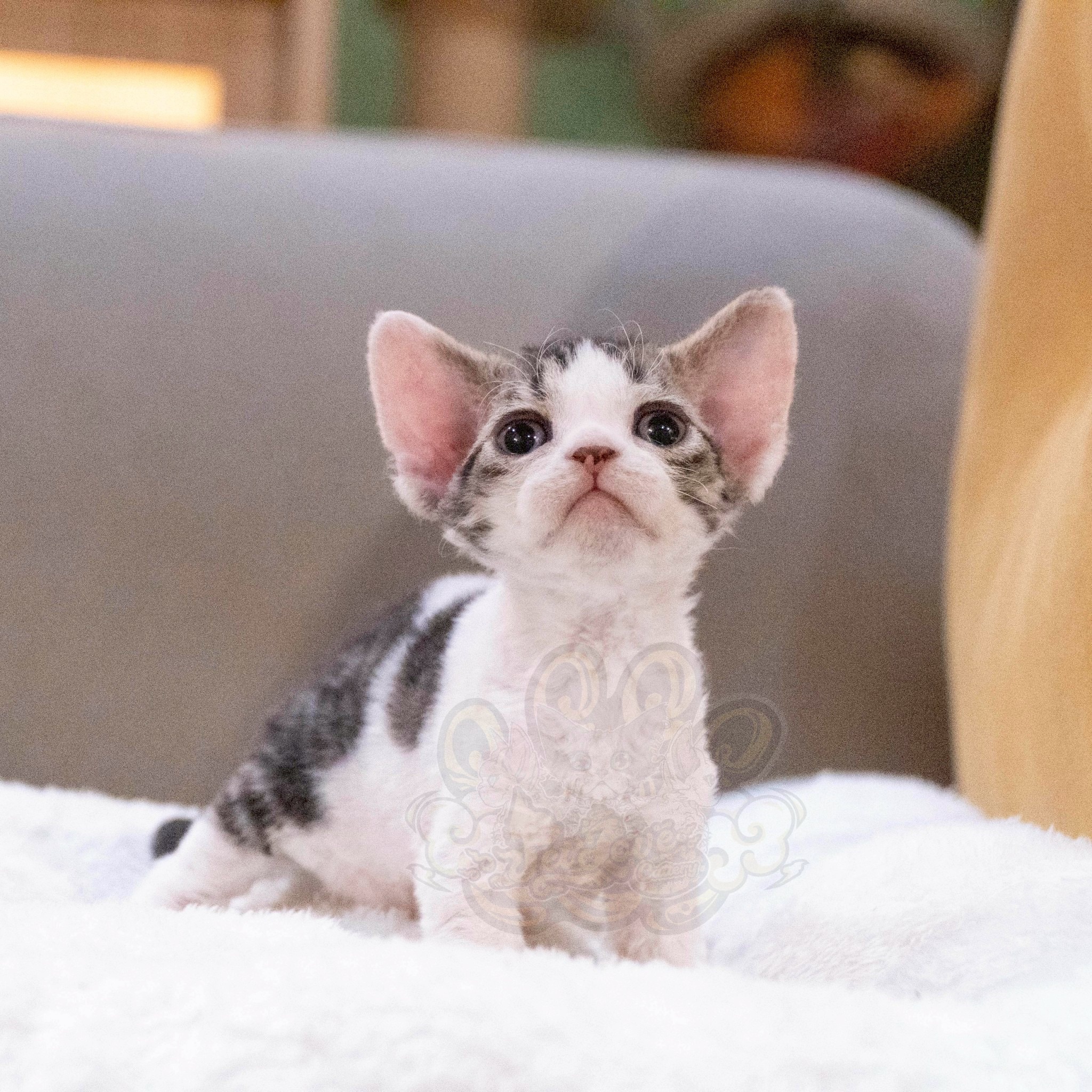 寵愛貓舍／虎斑加白德文捲毛貓