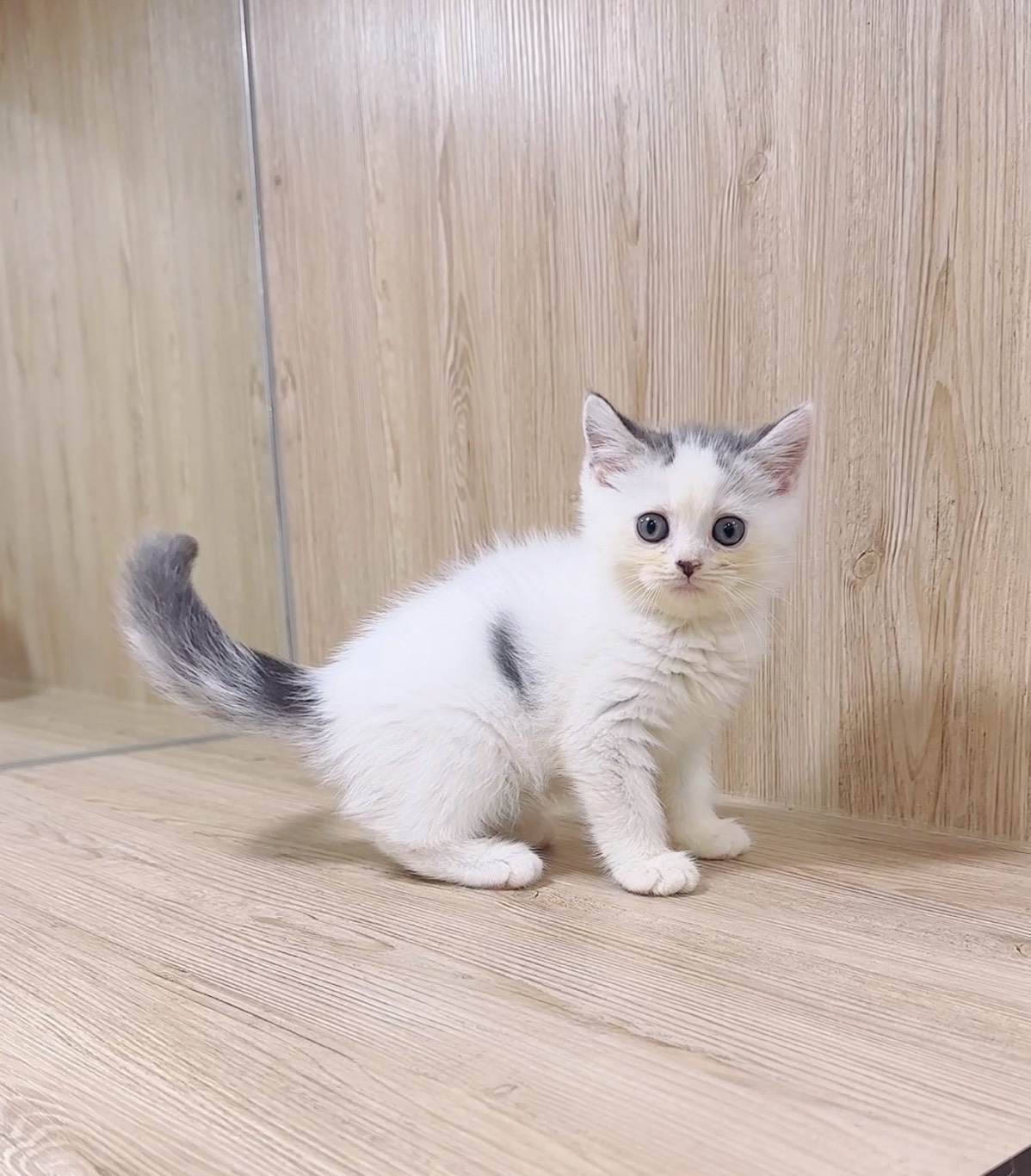 喜得貓社／藍白色英國短毛貓