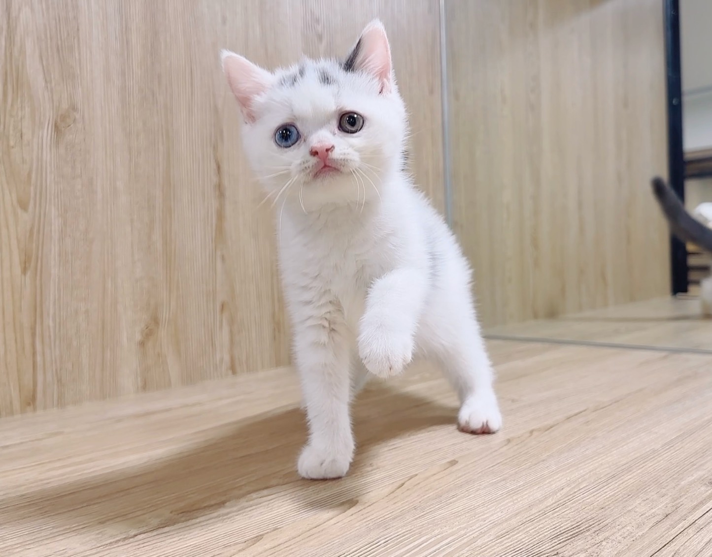 喜得貓社／藍白色異瞳英國短毛貓