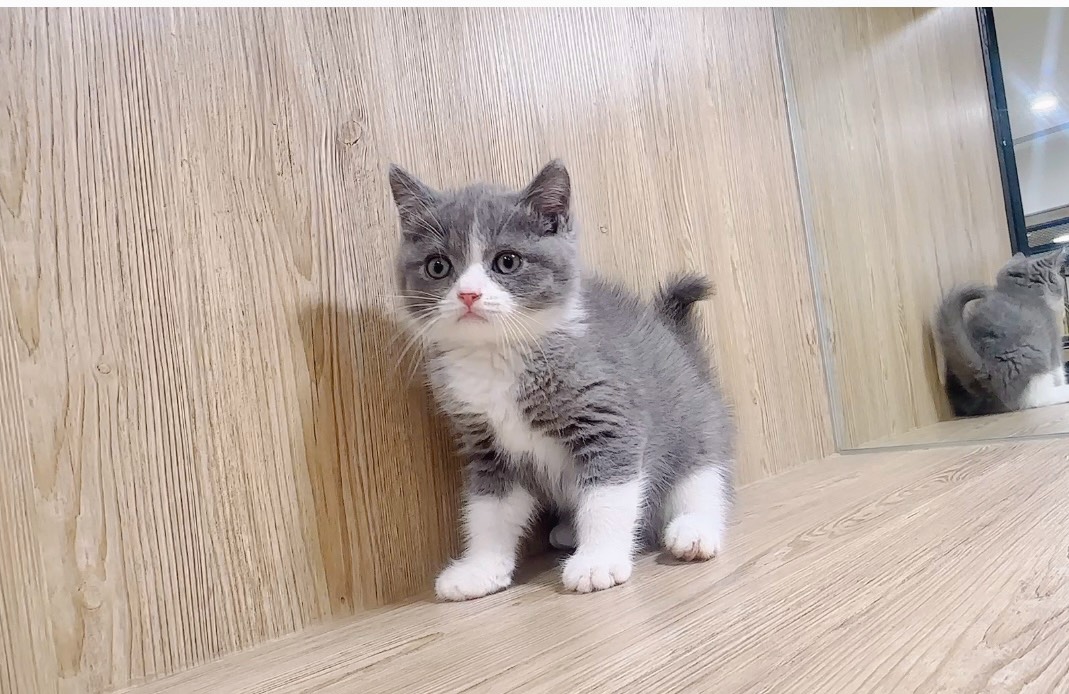 喜得貓社／藍白色英國短毛貓