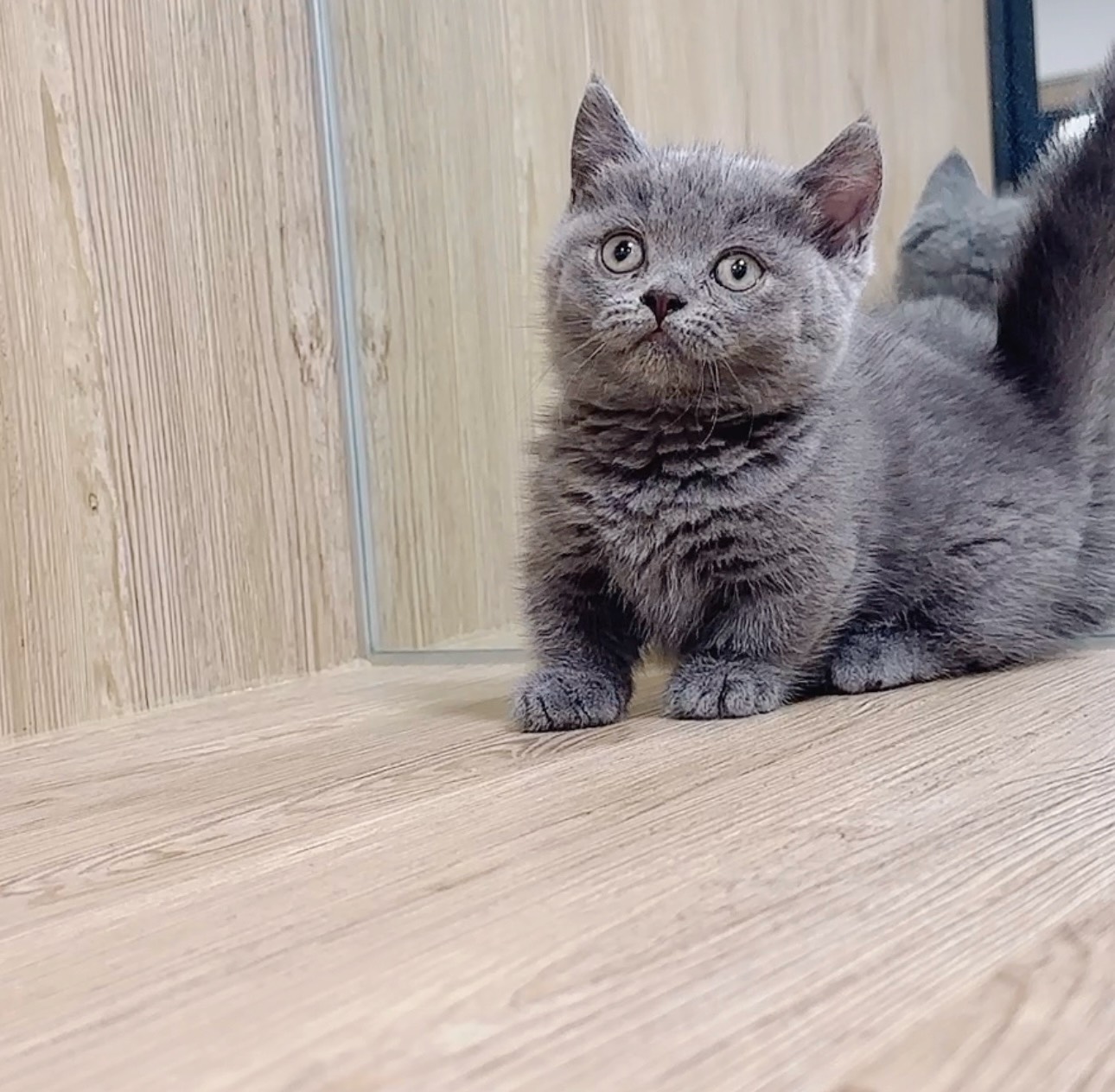 喜得貓社／藍色曼赤肯