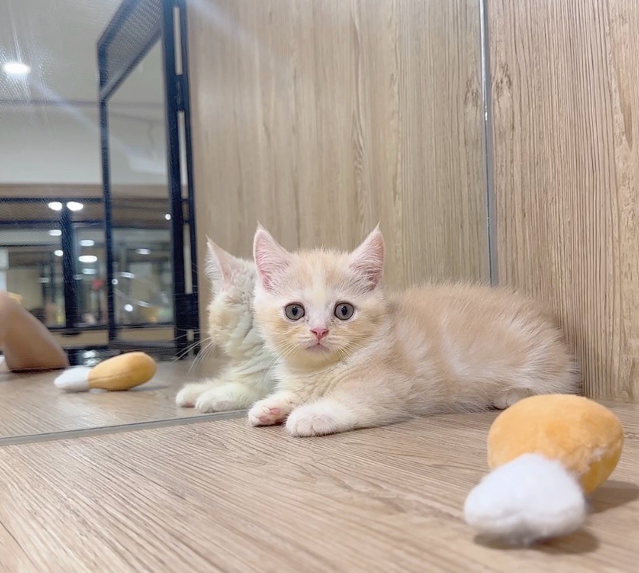 喜得貓社／奶油色曼赤肯