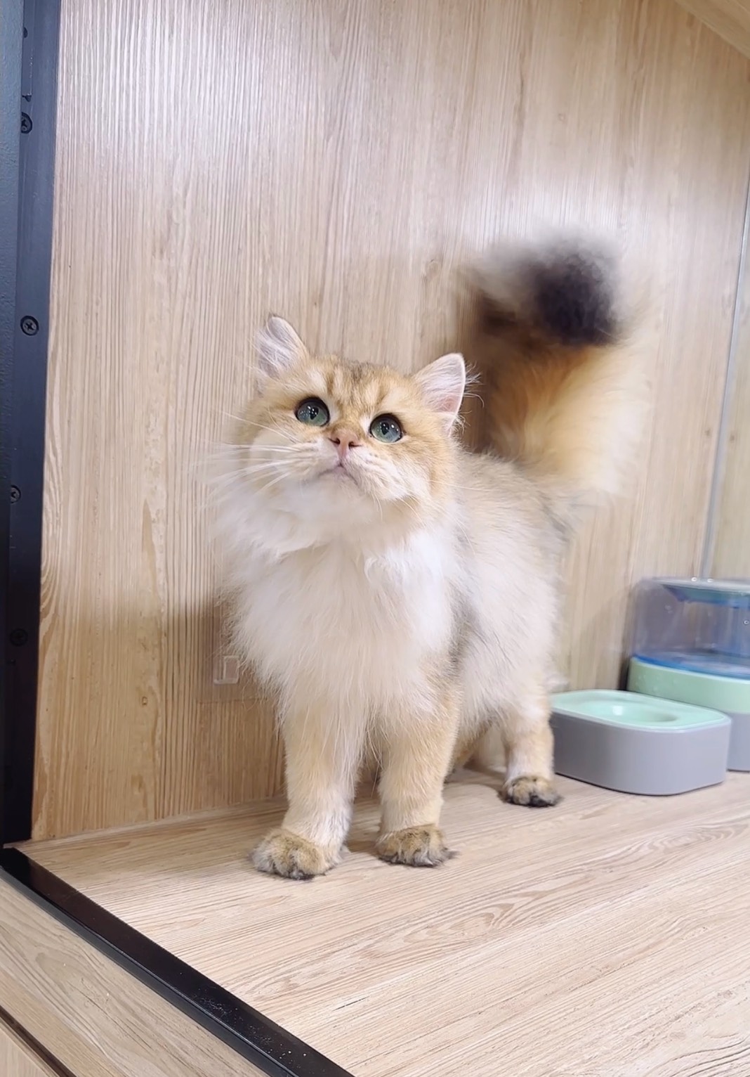 喜得貓社／金漸層英國長毛貓