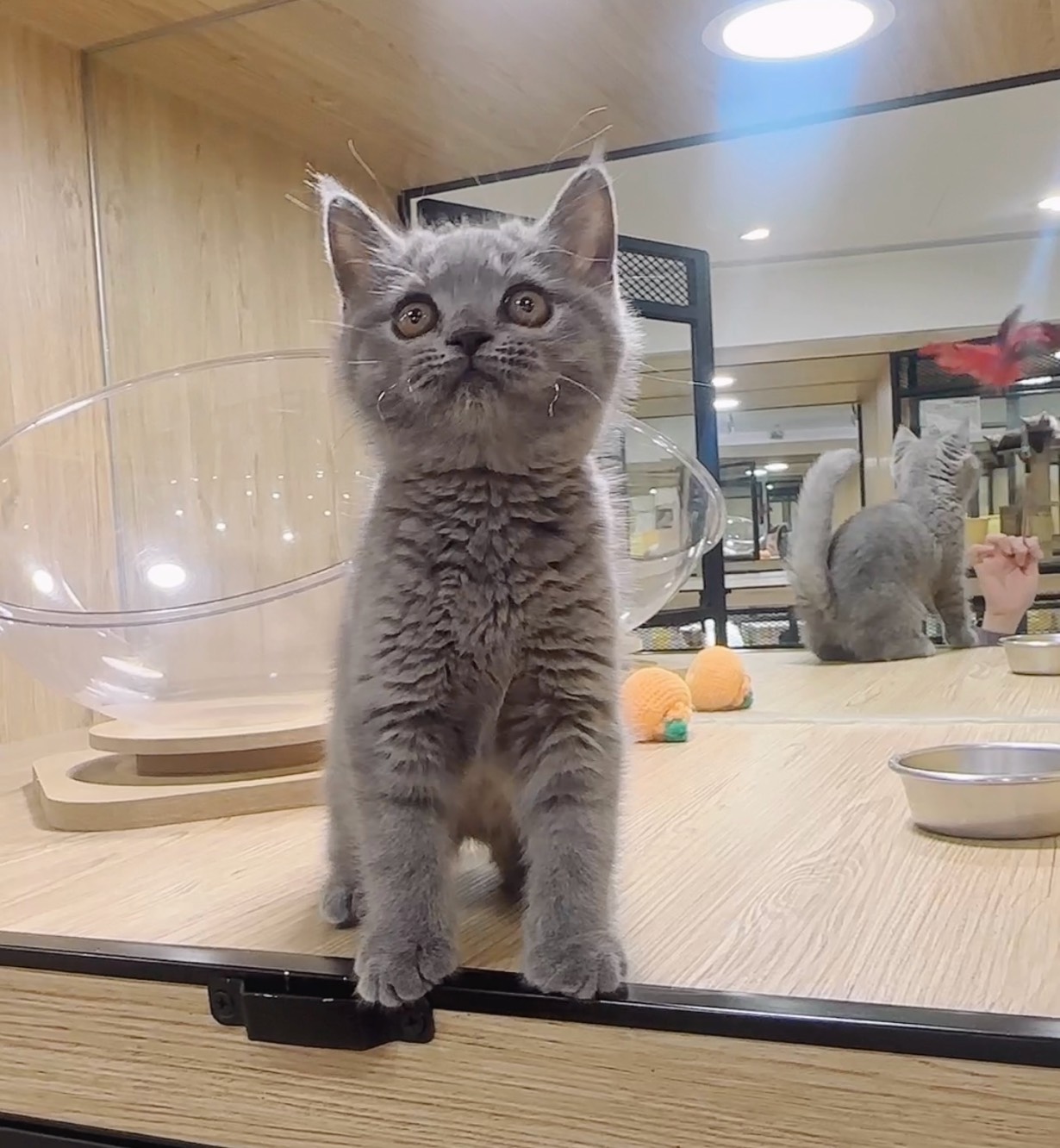 喜得貓社／藍色英國短毛貓