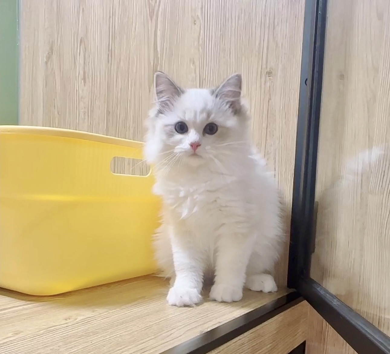 喜得貓社／山貓雙色布偶貓