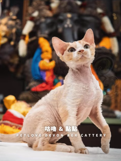 寵愛貓舍／寵愛交貓全紀錄