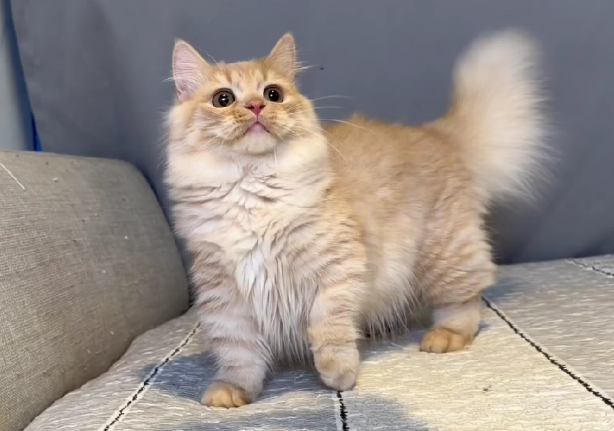 尊爵名皇／奶油小步舞曲