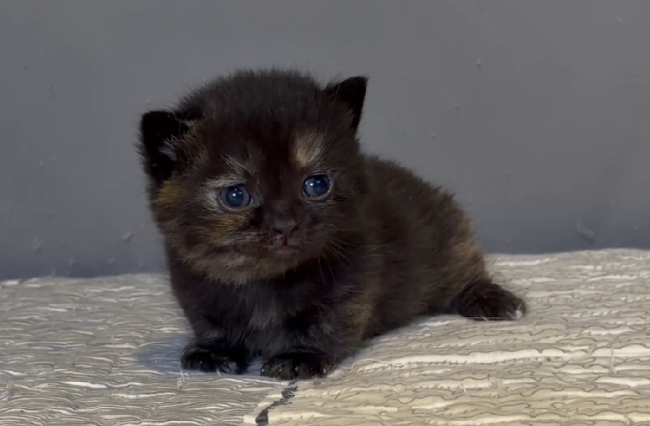 尊爵名皇／玳瑁多黑曼赤肯